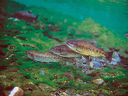 Oncorhynchus masou formosanus.jpg